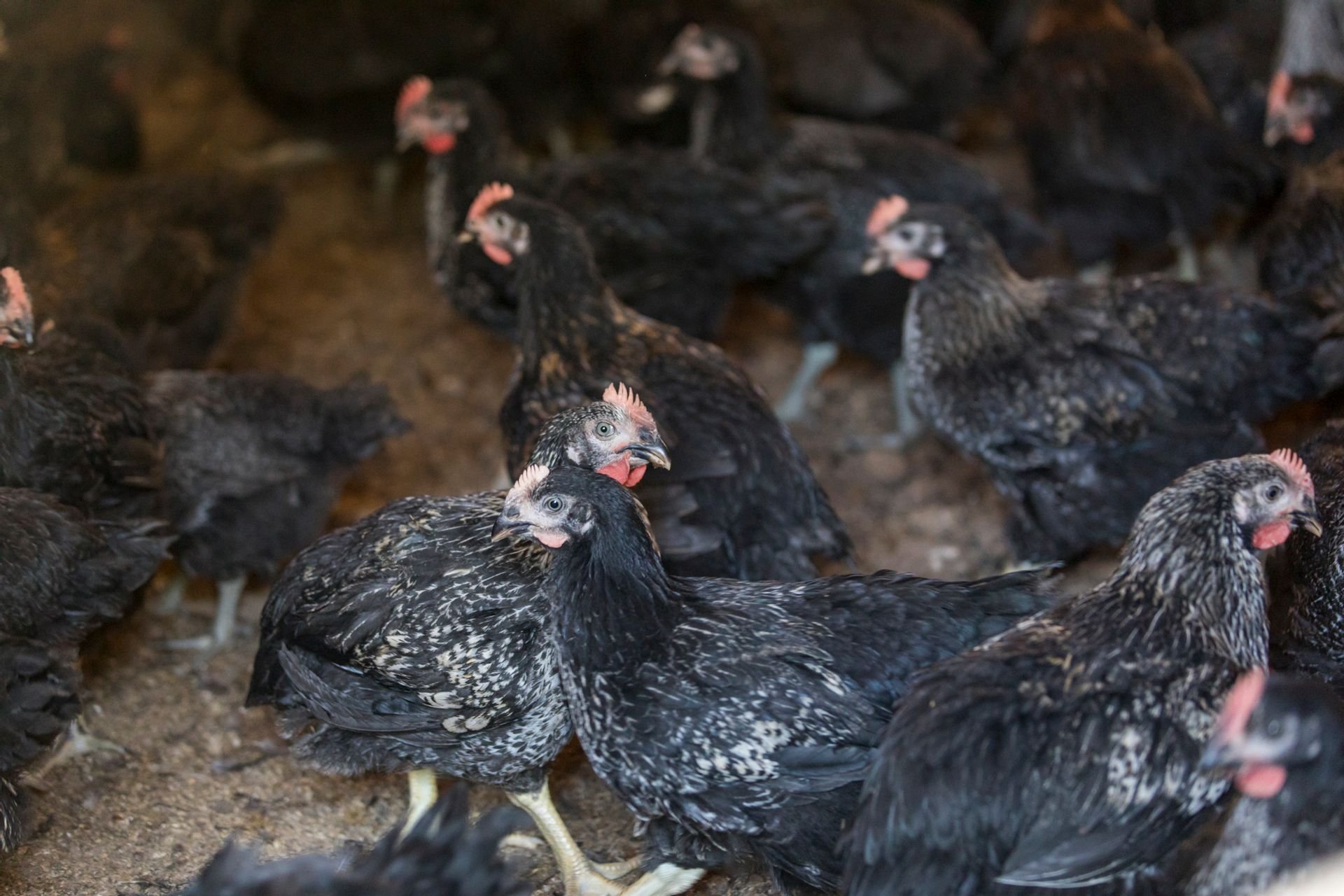 ⛩️ 옥조 신사 (타마노오야 진자), 스오국 이치노미야